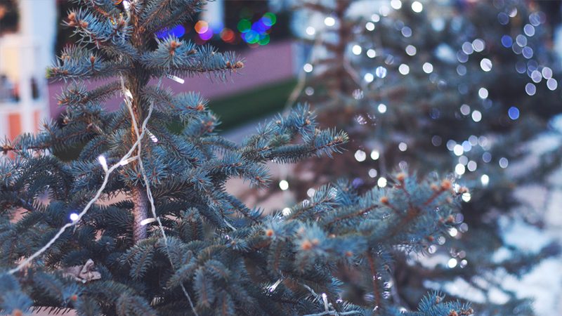 Christmas Tree Farms Near South Seattle & Mercer Island | C&C Construction | General Contractor Serving Seattle & Mercer Island
